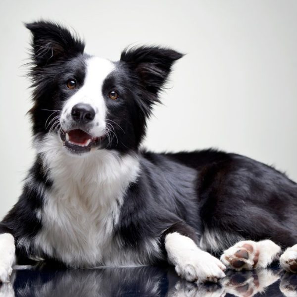 Studio shot of an adorable Border Collie lying on grey background.